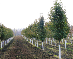 Learn about the rich history of LaPorte County Nursery, a wholesale nursery / commercial nursery specializing in wholesale plants for a variety of soil types. For over fifty years, we have been a wholesale plant nursery also offering landscaping services. We are a member of the International Plant Propagators Society, American Nursery and Landscape Association, and Indiana Nursery Association.