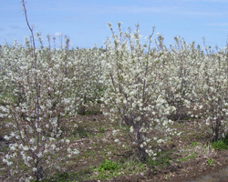 LaPorte County Nursery is a wholesale nursery / commercial nursery offering wholesale plants for a variety of soil types. We are a wholesale plant nursery also offering landscaping services. We are a member of the International Plant Propagators Society, American Nursery and Landscape Association and Indiana Nursery Association.