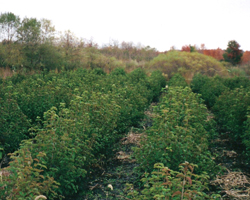 Contact LaPorte County Nursery, a wholesale nursery / commercial nursery, for the best in wholesale plants for a variety of soil types. We are a wholesale plant nursery also offering landscaping services - and are a member of the International Plant Propagators Society, American Nursery and Landscape Association and Indiana Nursery Association.