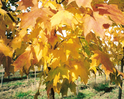 LaPorte County Nursery serves developers with our hearty wholesale plants available for a variety of soil types. Offering shade trees, shrubs, ornamental trees and more, we are a wholesale nursery / commercial nursery also providing landscaping services. As a wholesale plant nursery, we are a member of the International Plant Propagators Society, American Nursery and Landscape Association and Indiana Nursery Association.