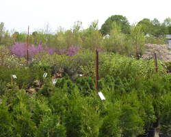 Learn about the rich history of LaPorte County Nursery, a wholesale nursery / commercial nursery specializing in wholesale plants for a variety of soil types. For over fifty years, we have been a wholesale plant nursery also offering landscaping services. We are a member of the International Plant Propagators Society, American Nursery and Landscape Association, and Indiana Nursery Association.