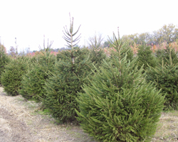 LaPorte County Nursery is a wholesale nursery / commercial nursery specializing in wholesale plants for a variety of prairie soil types. We are a wholesale plant nursery selling shade trees, ornamental trees, evergreen trees and other types of trees and shrubs. We also offer landscaping services and nursery equipment. We are a member of the International Plant Propagators Society, American Nursery and Landscape Association, and Indiana Nursery Association.