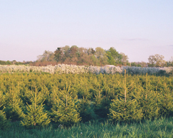 LaPorte County Nursery serves developers with our hearty wholesale plants available for a variety of soil types. Offering shade trees, shrubs, ornamental trees and more, we are a wholesale nursery / commercial nursery also providing landscaping services. As a wholesale plant nursery, we are a member of the International Plant Propagators Society, American Nursery and Landscape Association and Indiana Nursery Association.